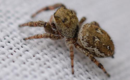 Dendryphantes rudis